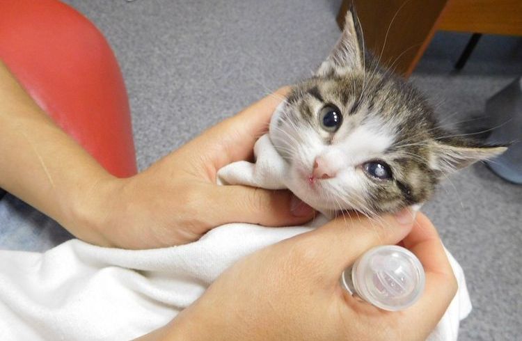 Un chat a une cataracte