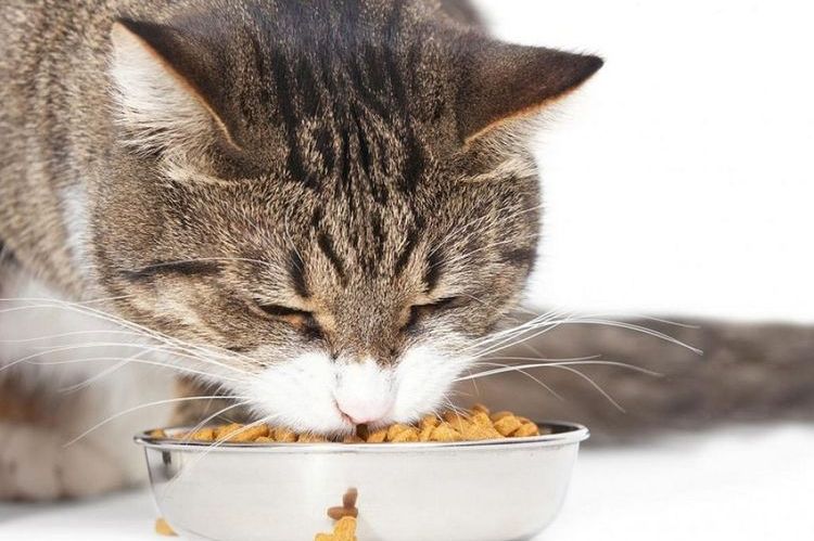 Le chat est en train de manger