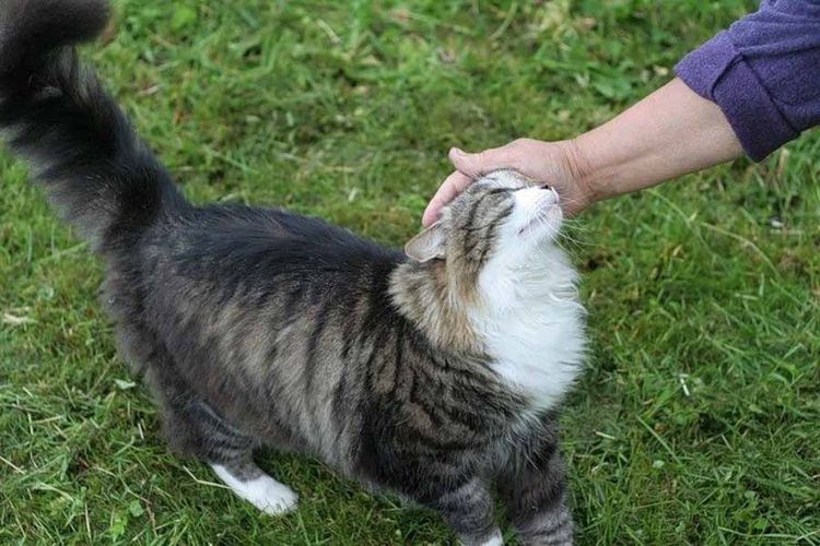 Un chat dans la nature
