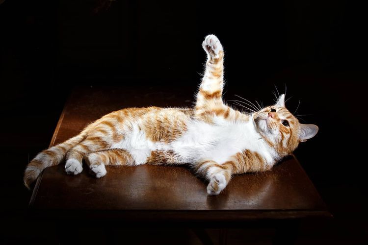 Épilepsie chez un chat