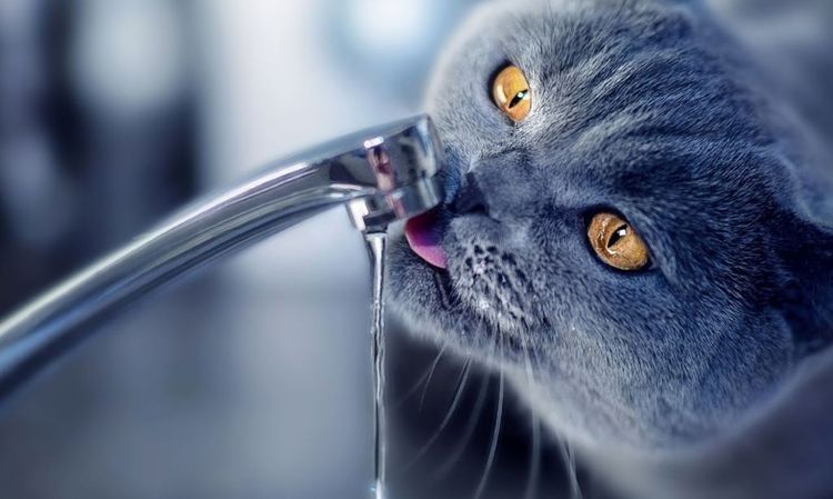 Le chat boit de l'eau