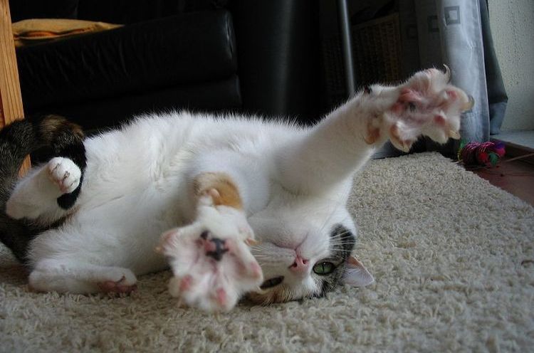 Épilepsie chez un chat