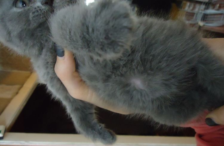 Où se trouve le nombril d'un chat ?