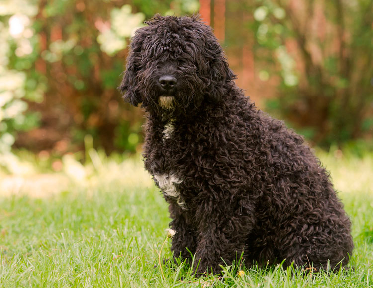 photo de chien d'eau espagnol