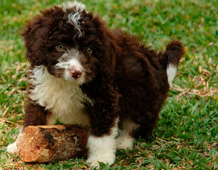 chiot chien d'eau espagnol