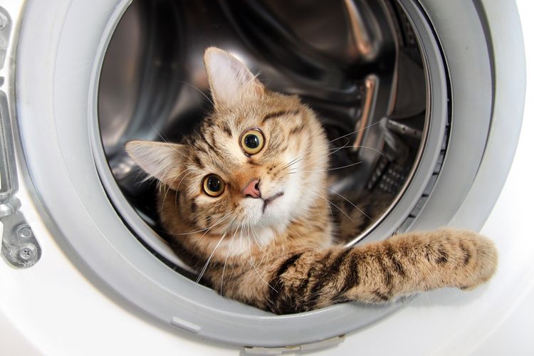 Le chat se cache dans la machine à laver