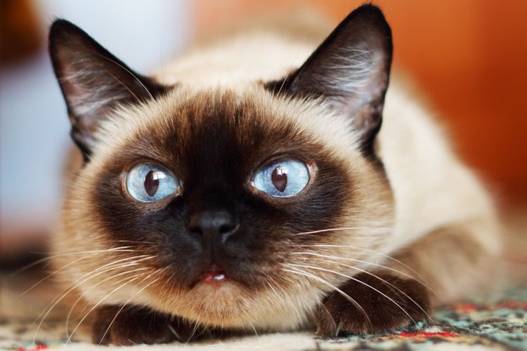 Chat siamois aux yeux bleus