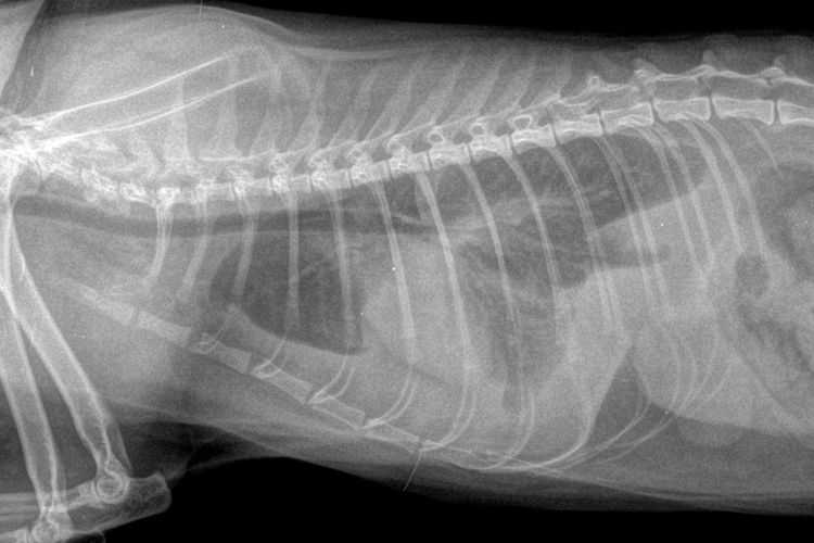 Radiographie de l'abdomen du chat