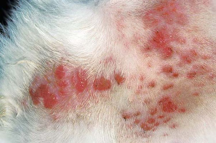 Folliculite chez les chats