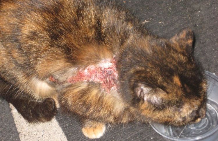 Eczéma chez un chat