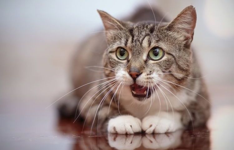 Le chat respire comme un chien