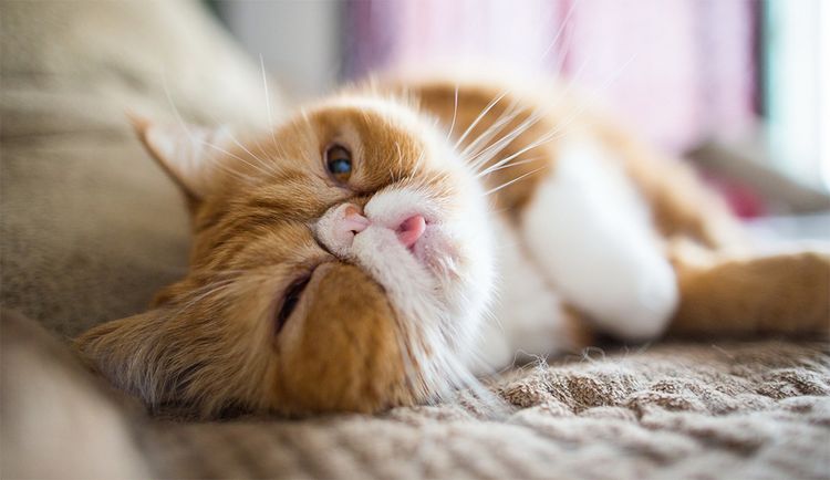 Le chat dort la langue pendante.