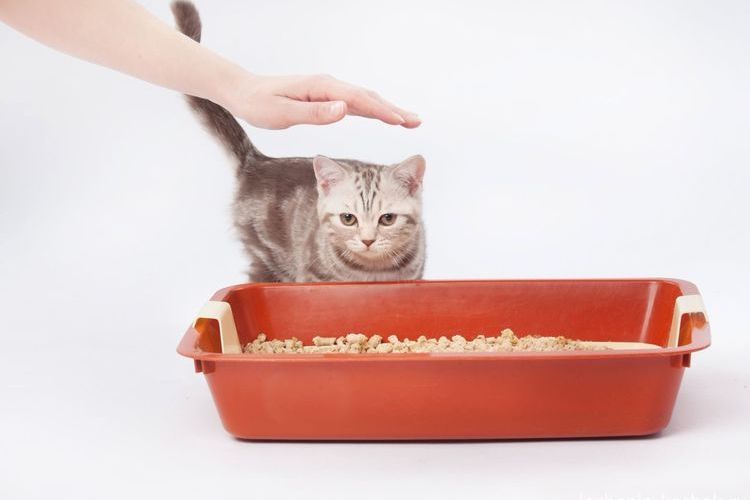 Chat et bac à litière