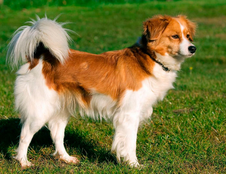 Kromfohrlander à poils lisses