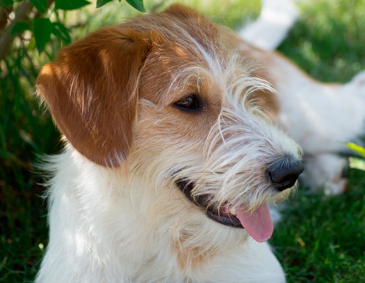 museau cromforlander