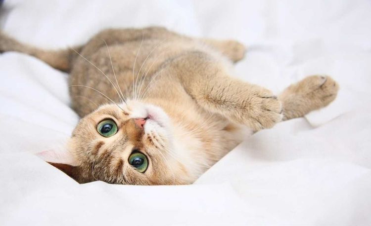 Le chat est allongé sur le canapé