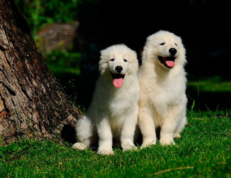 chiots de berger de Maremme