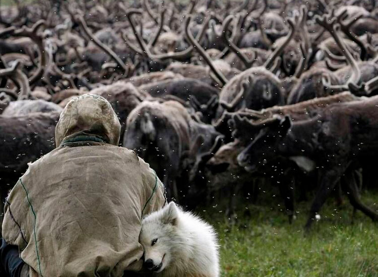Élevage de rennes Nenets de race Laïka