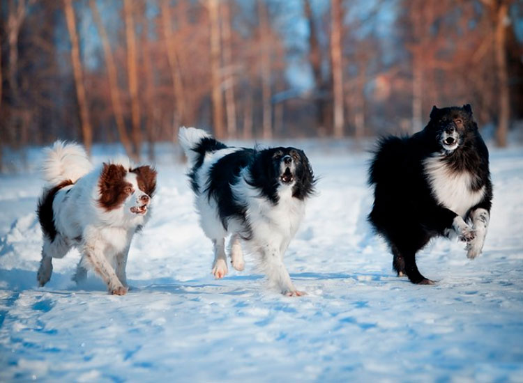 trois huskies gardant des rennes