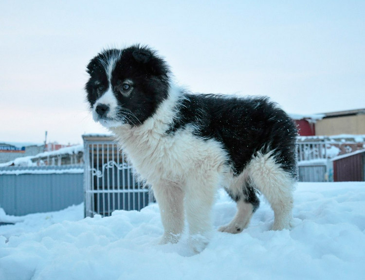 Chiot Nenets Laïka