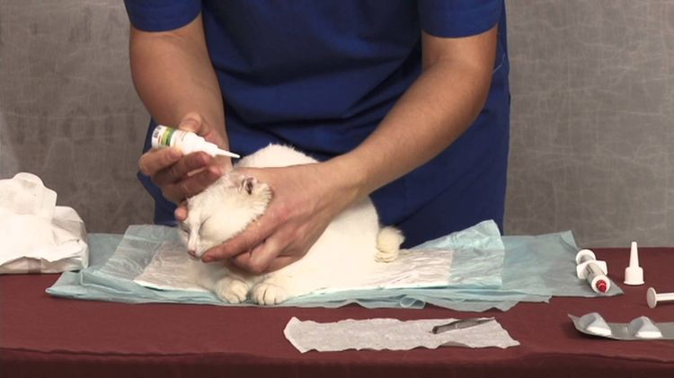 On met des gouttes auriculaires au chat