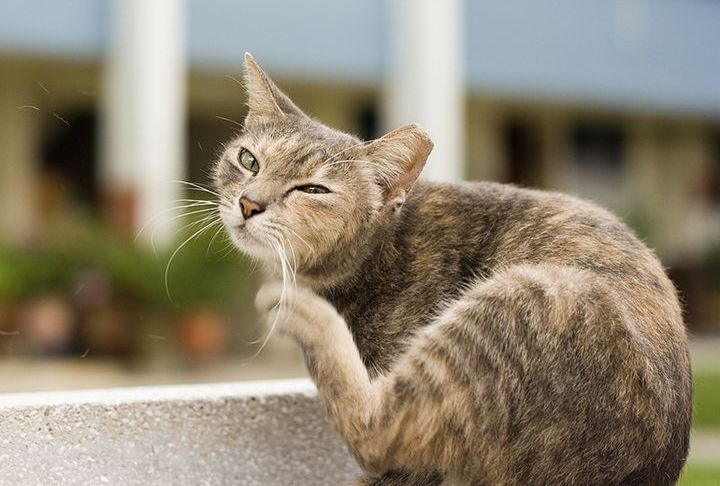 Le chat perd ses poils.