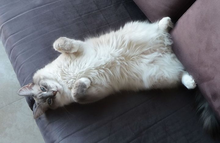 Le chat perd ses poils