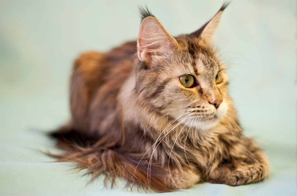 Maine Coon avec des pompons aux oreilles