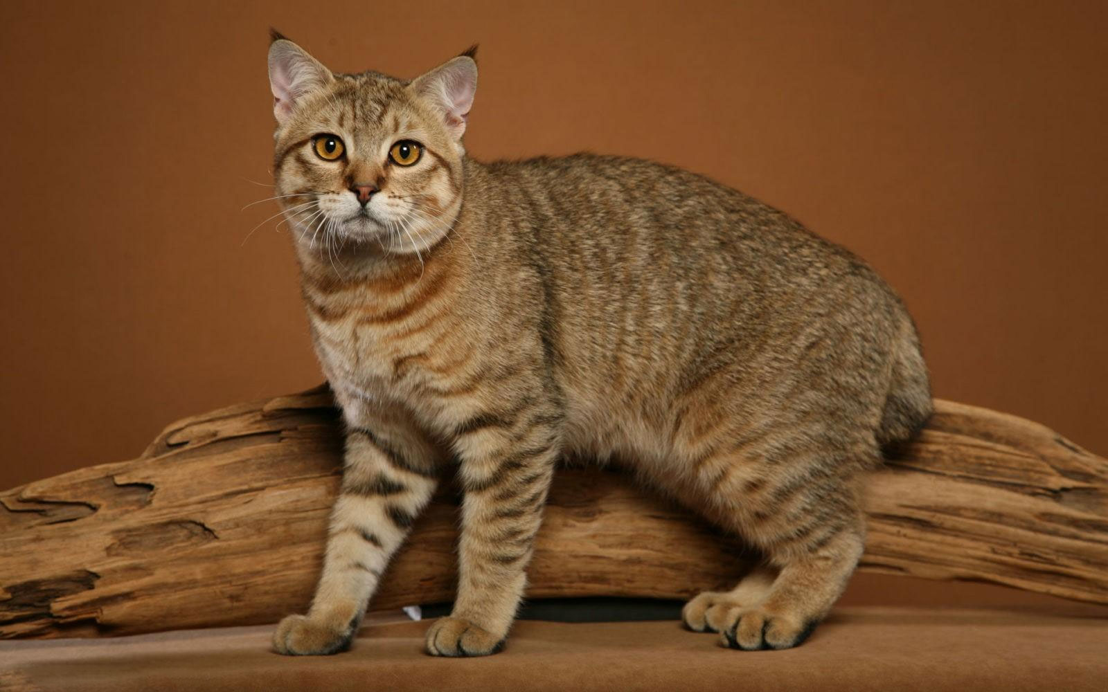 Pixie-bob - chats avec des touffes sur les oreilles