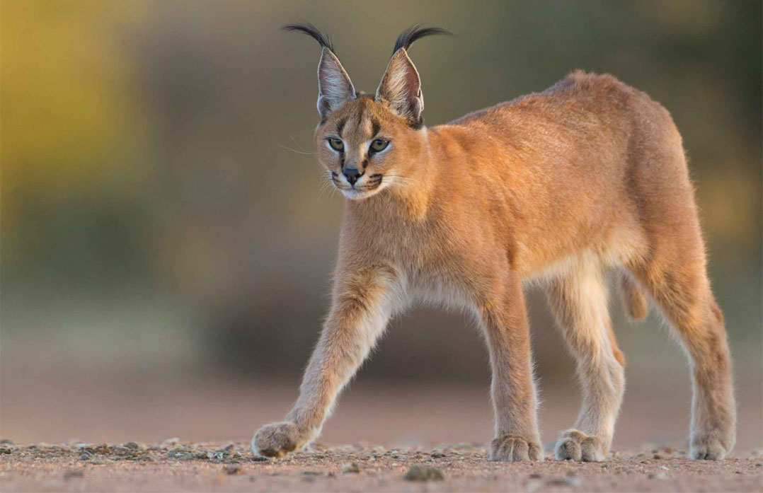 chat caracal