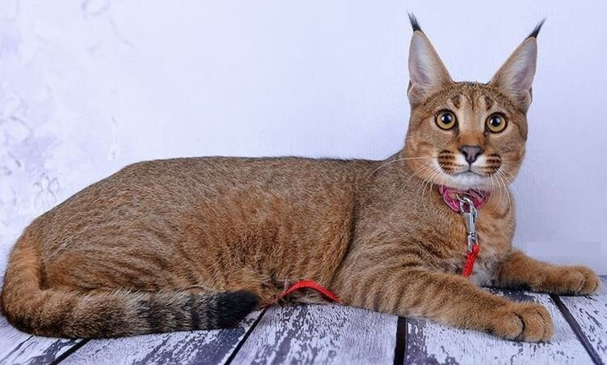 Karakat - chats avec des pompons sur les oreilles