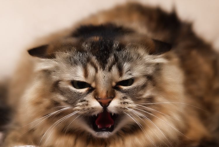 La rage chez les chats