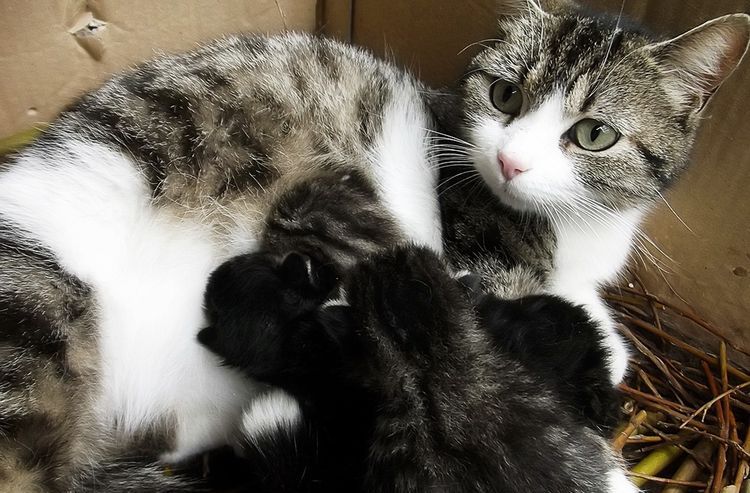 Une chatte avec ses chatons