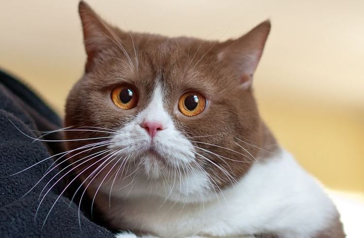 Écoulement rosé chez un chat