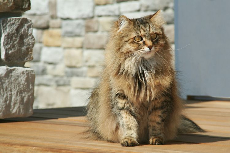 Chat domestique duveteux