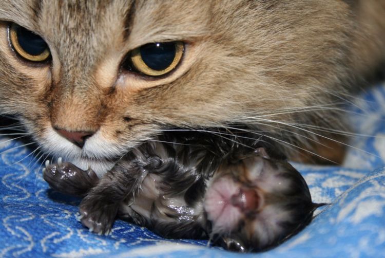 Une chatte avec son chaton nouveau-né