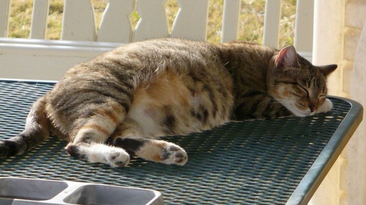 Combien de temps dure la mise bas d'une chatte ?