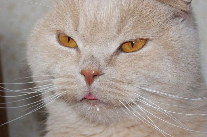 Le chat bave abondamment.