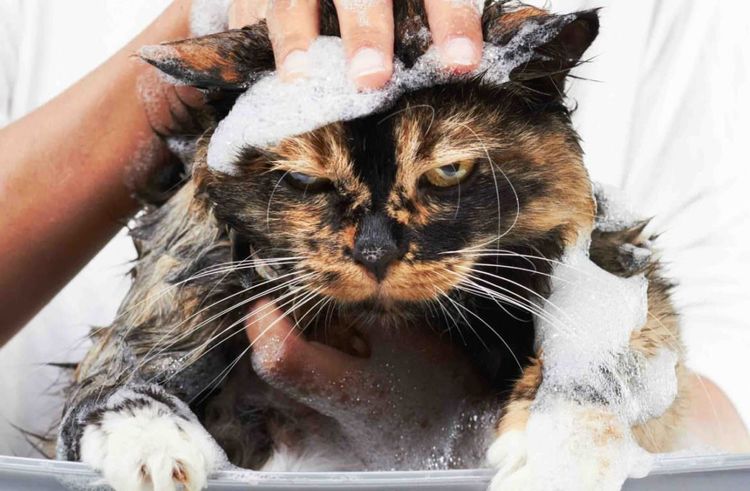 Un chat mécontent prend un bain