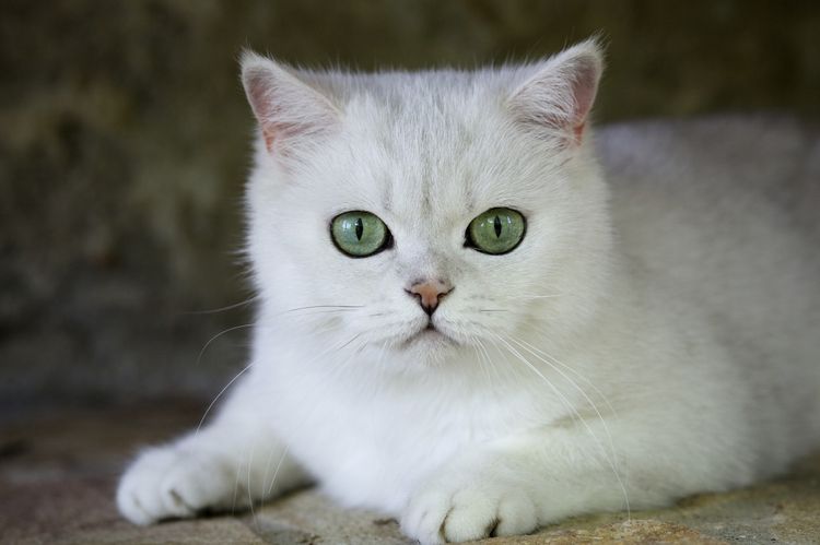 Chat blanc