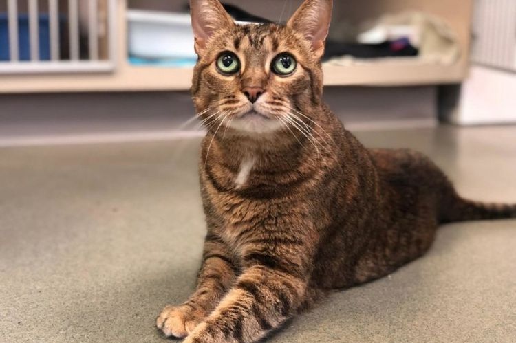 Les pattes arrière du chat ont soudainement cédé.