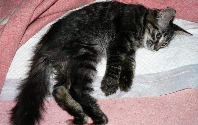 Les pattes arrière du chat ont lâché.