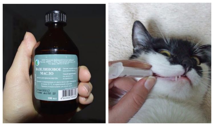 On administre de l'huile de vaseline au chat à l'aide d'une seringue.