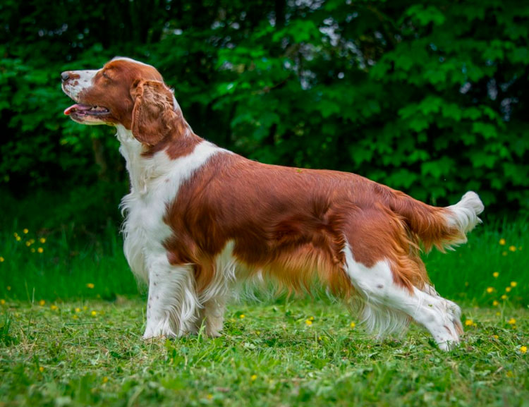 Race de chien Welsh Springer Spaniel