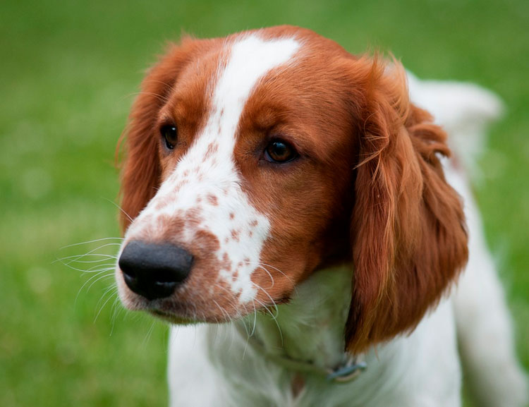 Chien Welsh Springer Spaniel