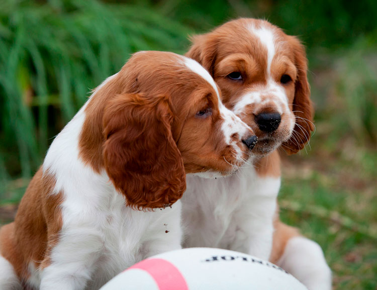 chiots Welsh Springer Spaniel