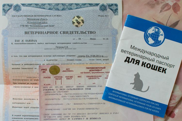 passeport vétérinaire international pour chat