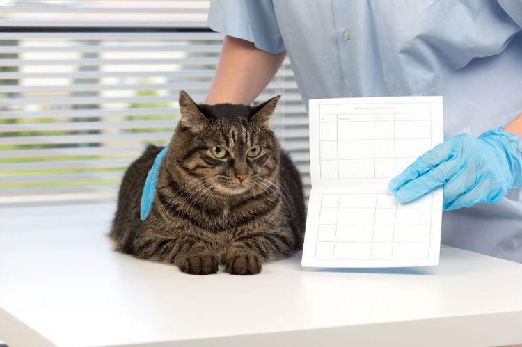Passeport vétérinaire pour chat