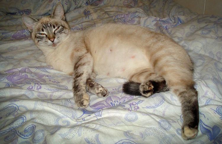 Écoulement chez une chatte gestante