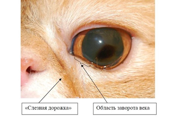 Entropion de la paupière d'un chat